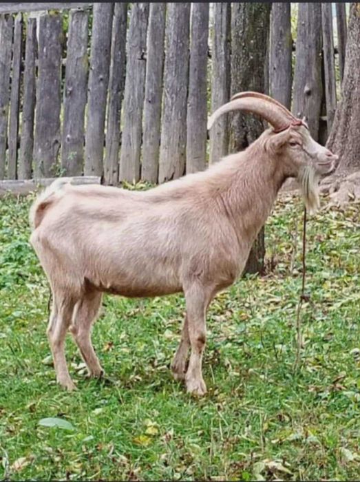 Țap de vânzare de rasa