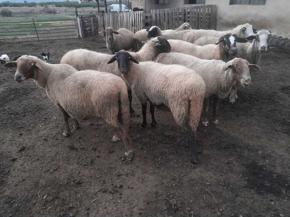Продавам 10 овце  , всички са бременни