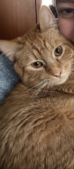 Donez motan portocaliu castrat