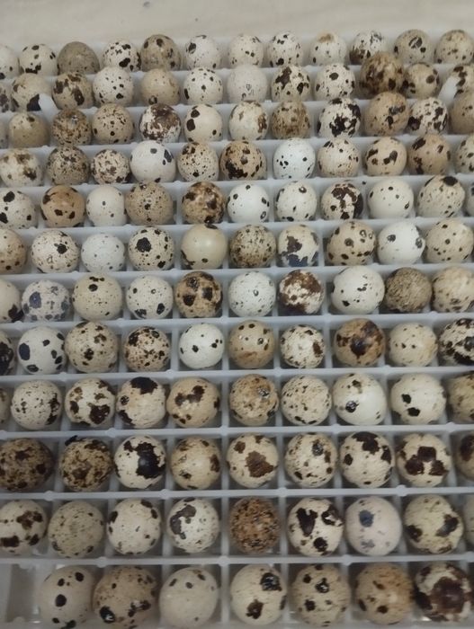 Инкубацио тухум белый гегант