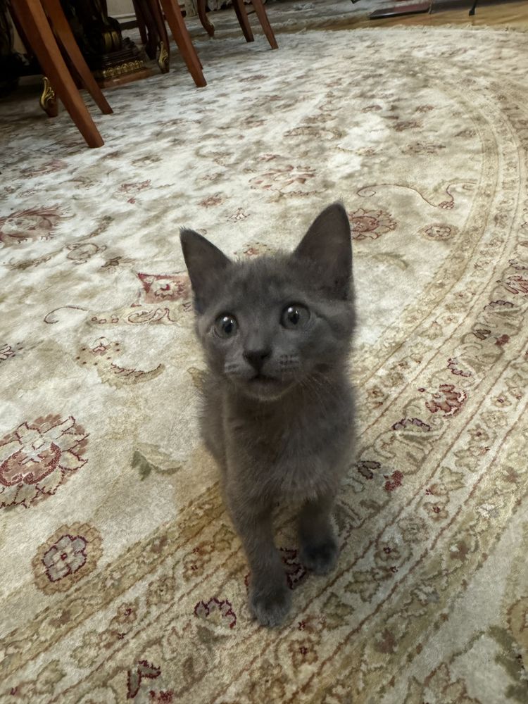 Серый домашний котёнок