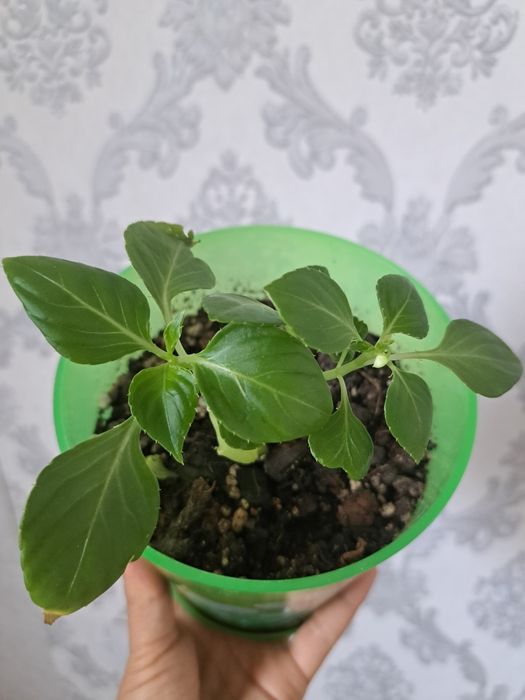 Продам отростки  не дорого