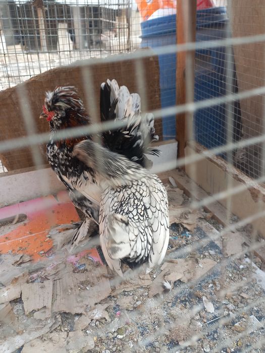 Хуроз ва товук.сотилади.