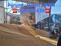 Porumb Recolta 2024 Ofer transport gratuit la domiciliu clientului