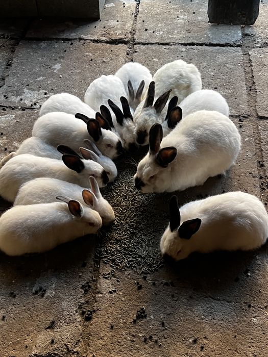 Vand iepuri californieni