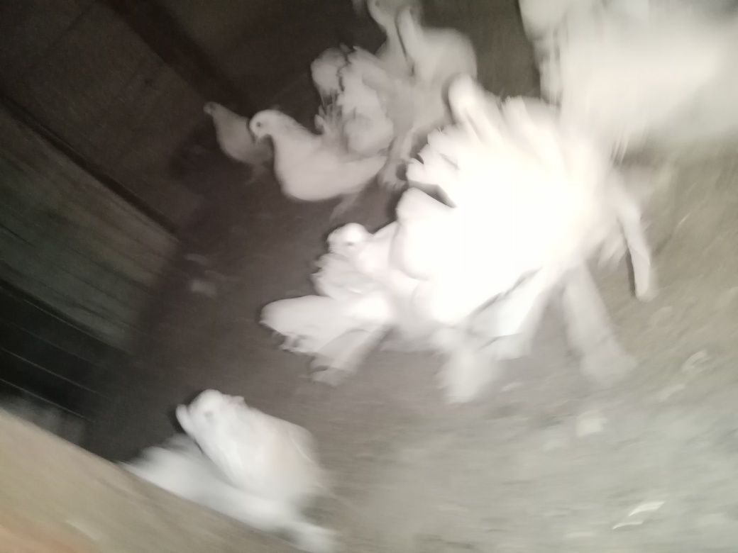 Schimb 20 porumbei voltati maghiari