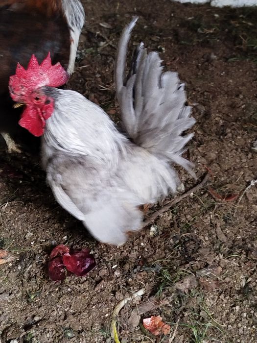 Cocoș și găinușă Chabo