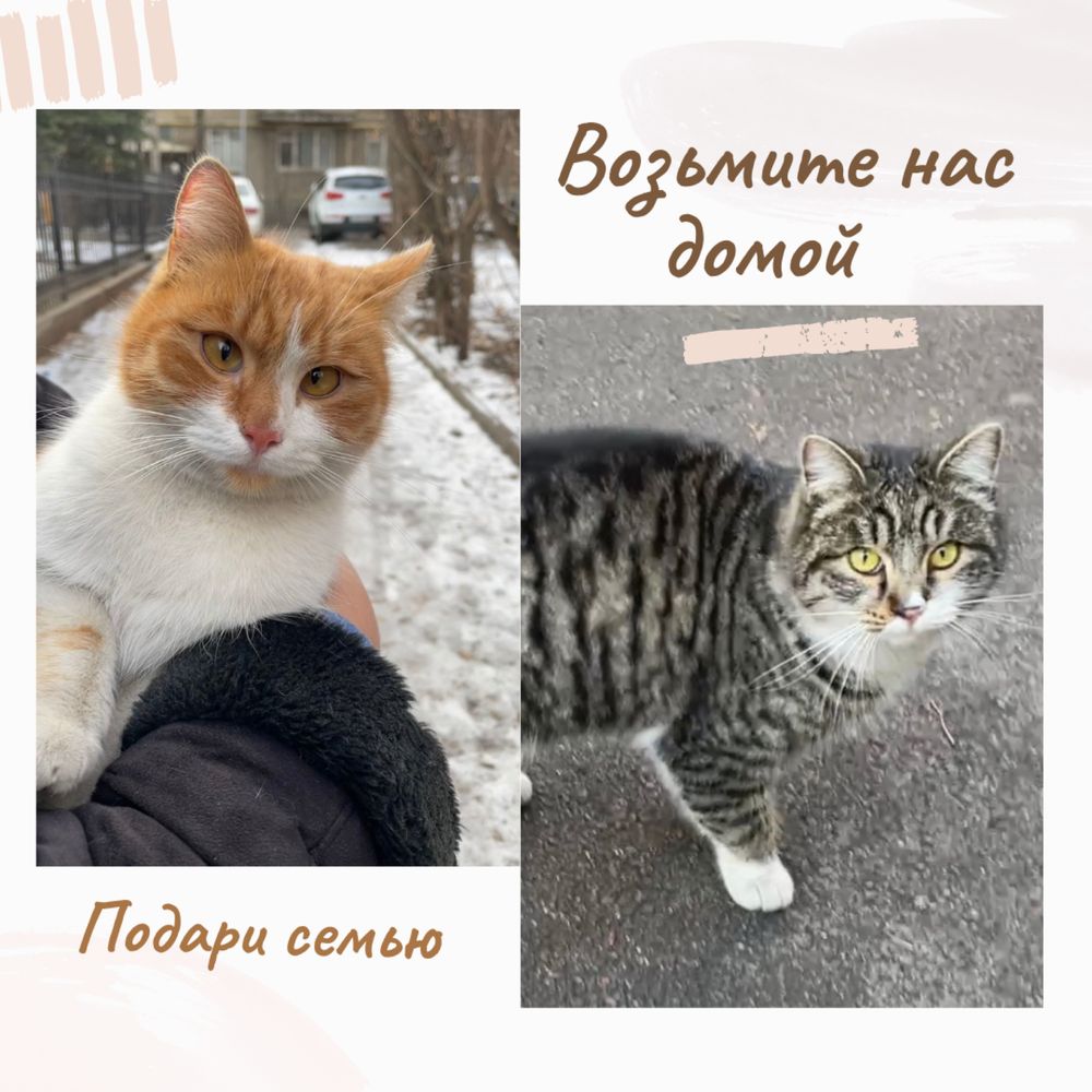 Котик в любящие руки