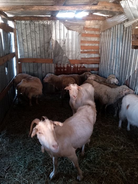 Când 5 oi și 4 capre bune grase  350 bucata una peste alta