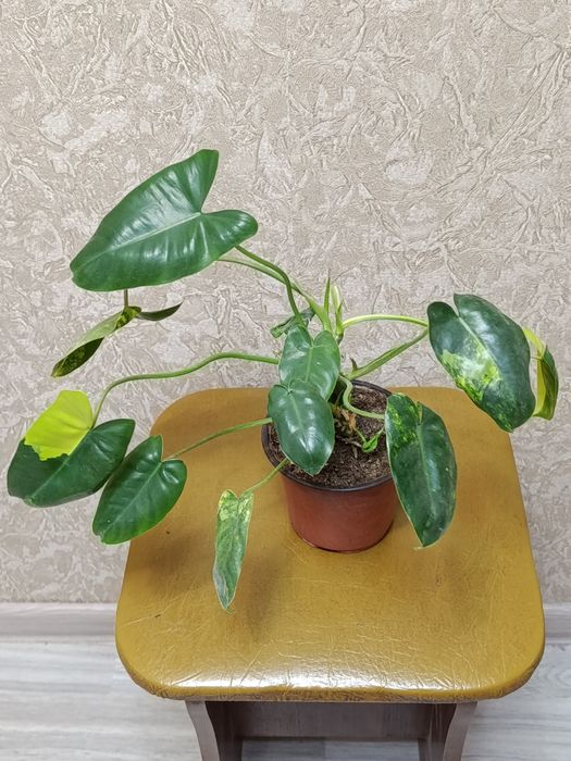 Продам филодендроны