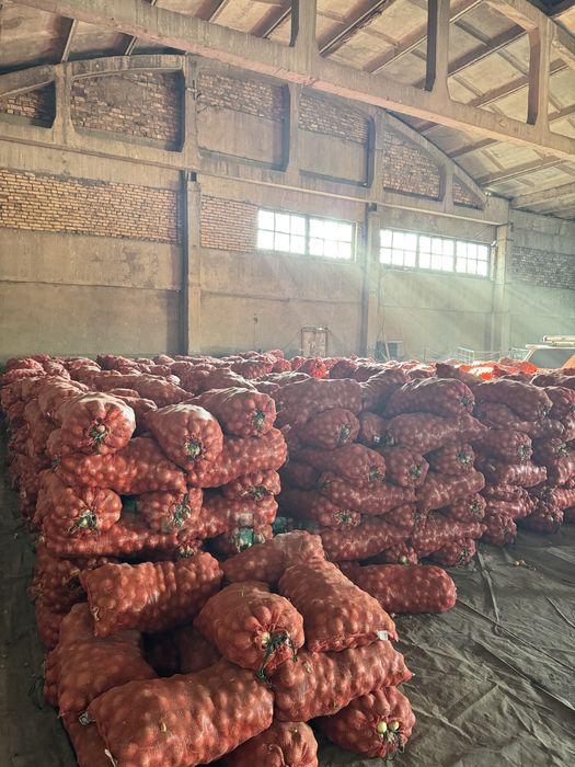 Продается лук/Пияз сатылады