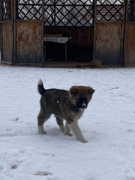 Отдам щенка девочку