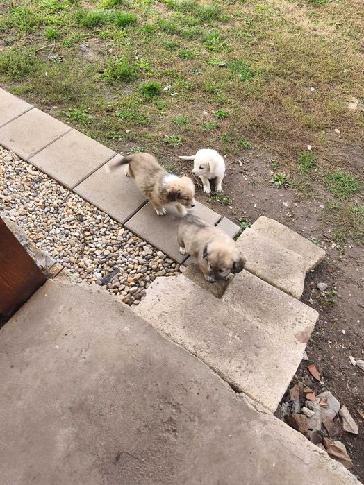 Ofer spre adoptie 4  catei , Teri baieti si o fata.