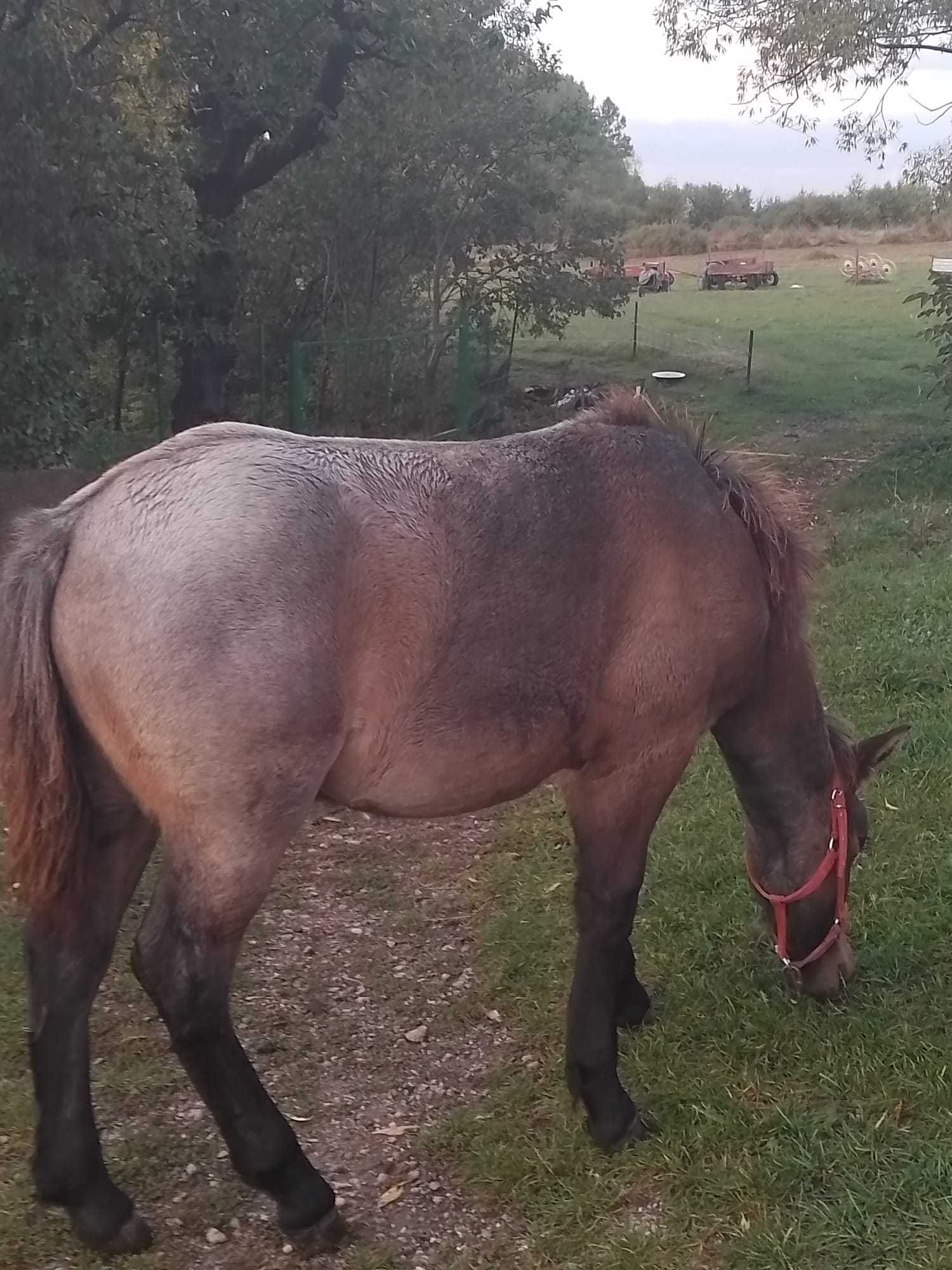 Cai de vânzare (iapă cu mânz)