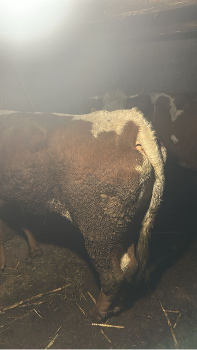 Vand vaca de taiat sau tinut