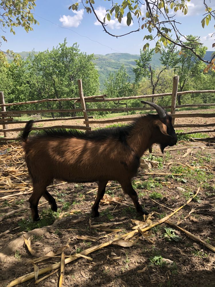 Vand țap Alpin Francez