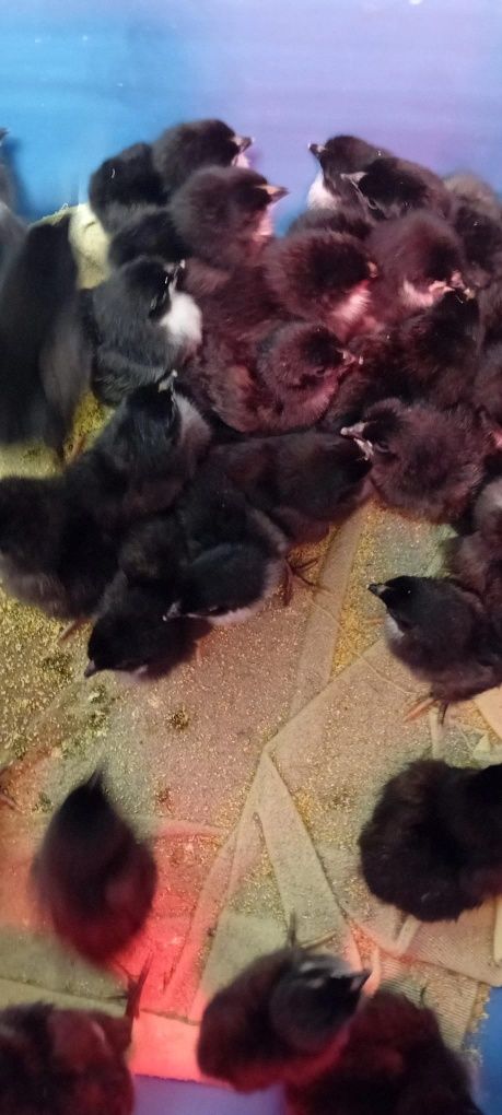 Vand pui rasa Australorp de o zi