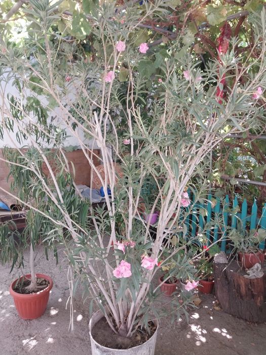 Олеандр, алеандр большой куст