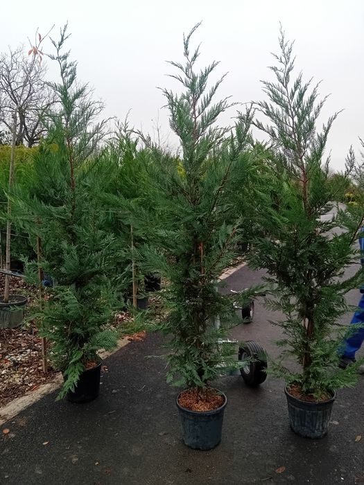 Vând chiparos cupresus leylandi diferite dimensiuni