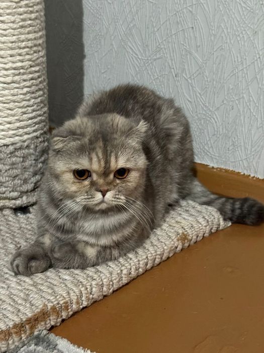 Кошечка шотланка