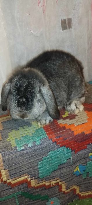 Un mascul albastru vienez și o pereche de berbeci germani bitici