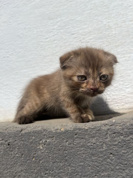 Отдам котят в хорошие руки