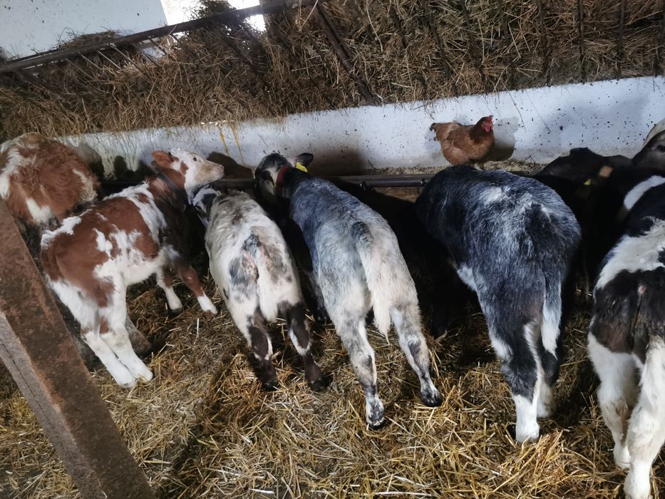 Vând vitei belgieni