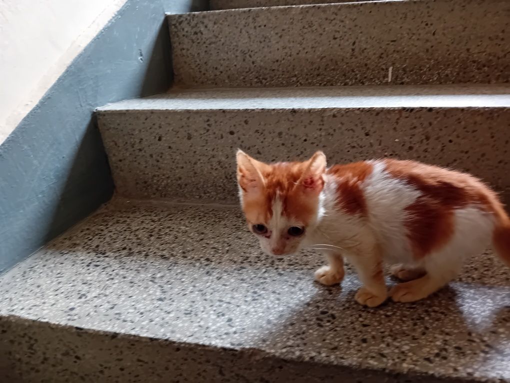 Подаряваме котенце