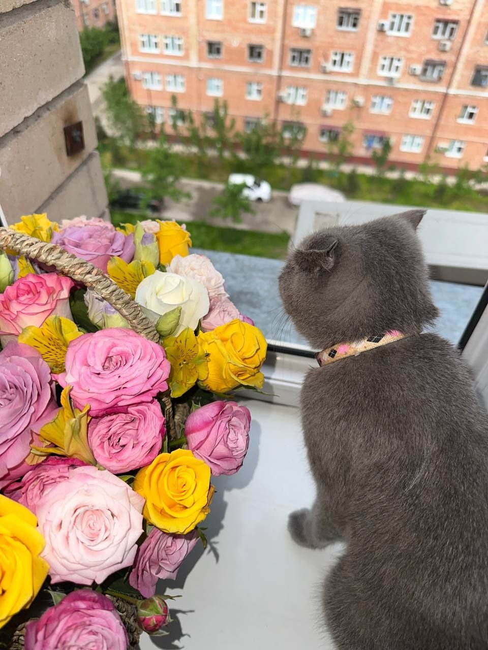 Zotdor British Shorthair mushukcha sotiladi.