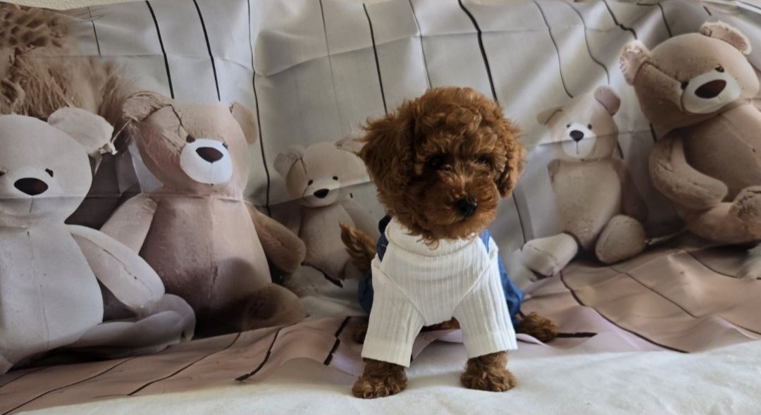 Пудел той Poodle toy с родословие момиче
