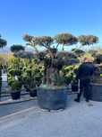 Măslini bonsai diferite marimi