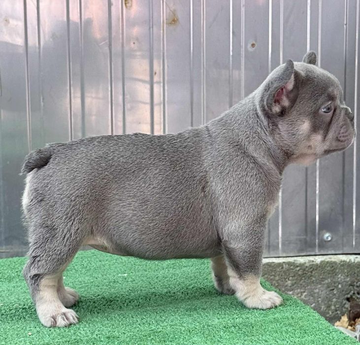 Лилак тан френски булдог