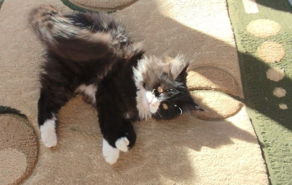 Котик милашка ищет дом