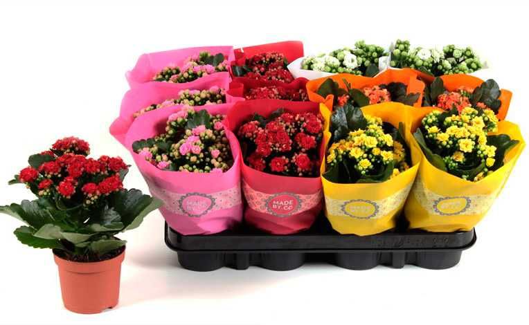 Каланхоэ | Комнатные растения | Большой выбор