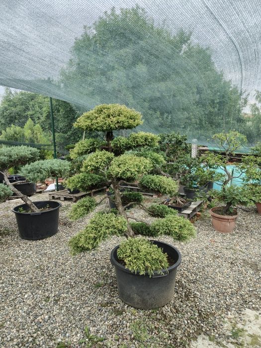 Bonsai de gradina Thuja Rheingold colecție personala