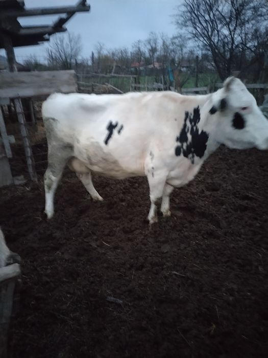 Vaca gestanta in 4 luni