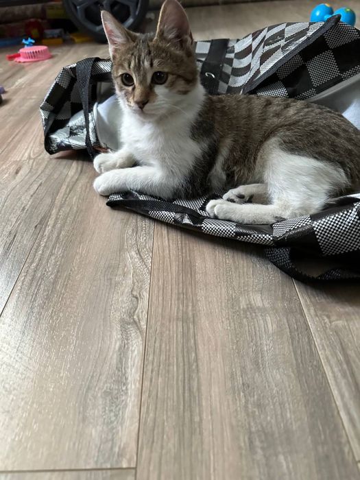 Мушукчалар бепул