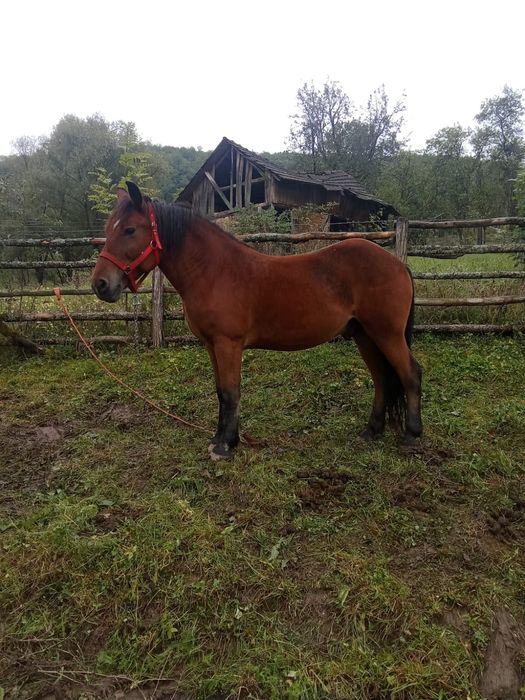 Cal castrat de 9 ani