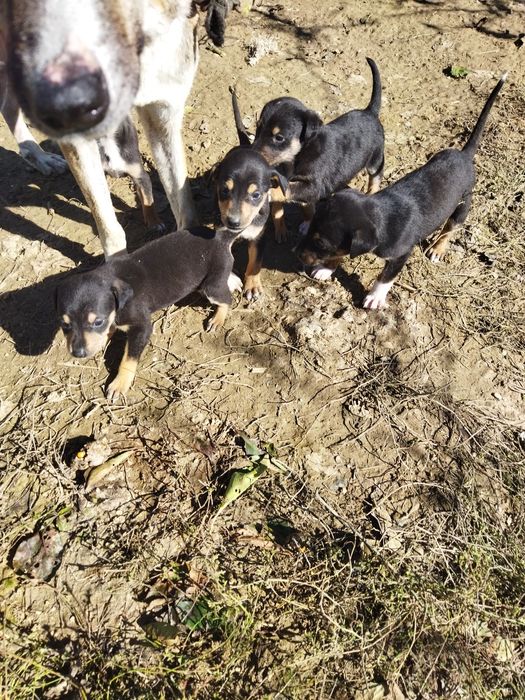 Spre adopție acești cățeluși