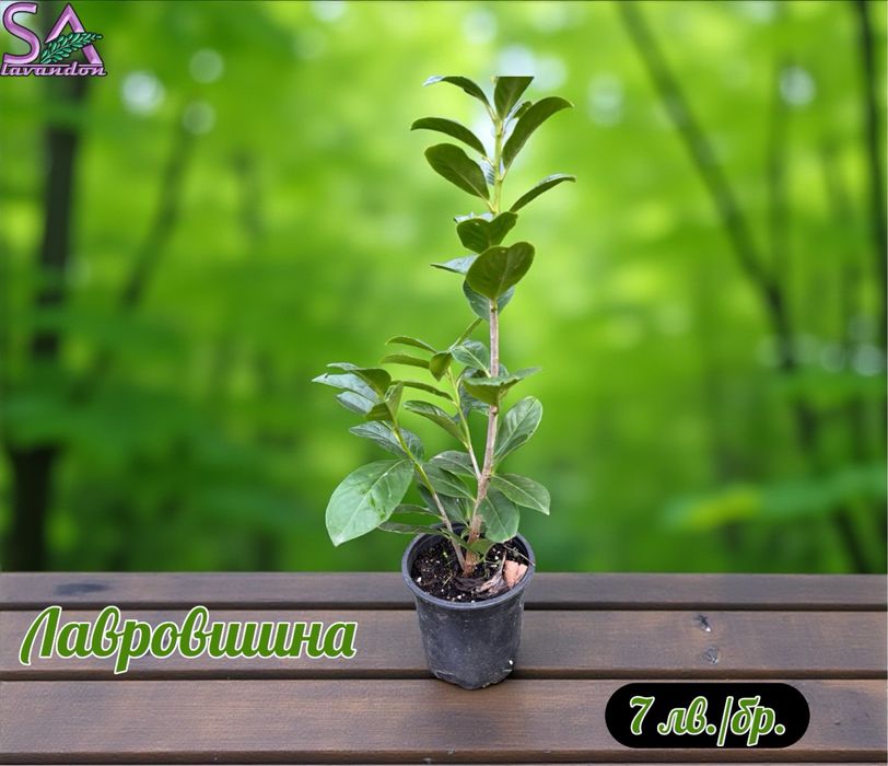 Лавровишна,Лавандула,Маслодайни рози,Мурсалски чай…
