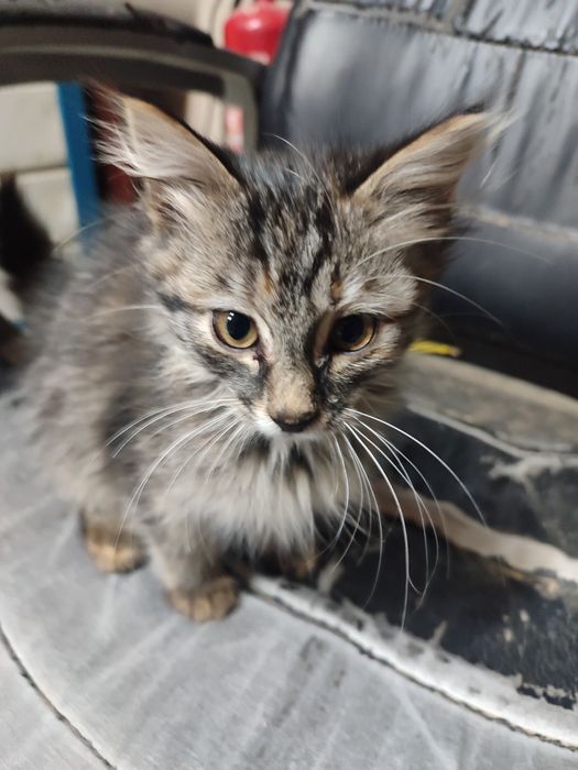 Котенок-кошка, в добрые руки