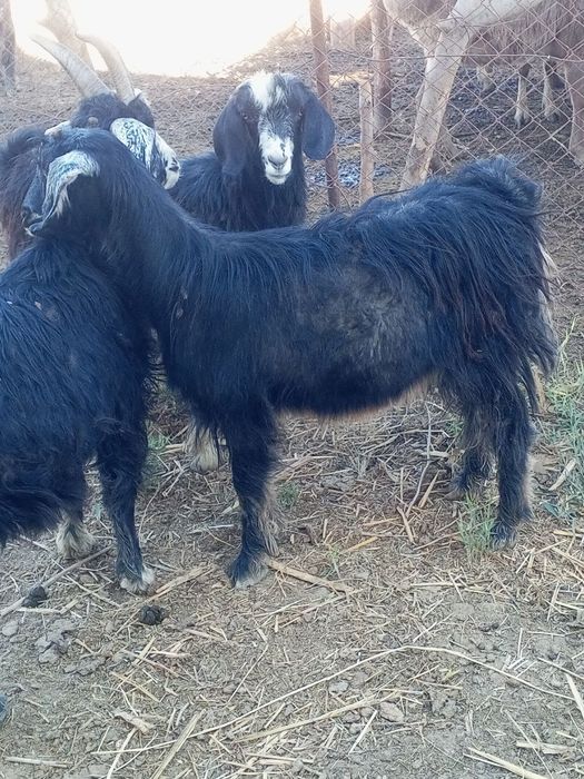 2 та кал гечила сотилади