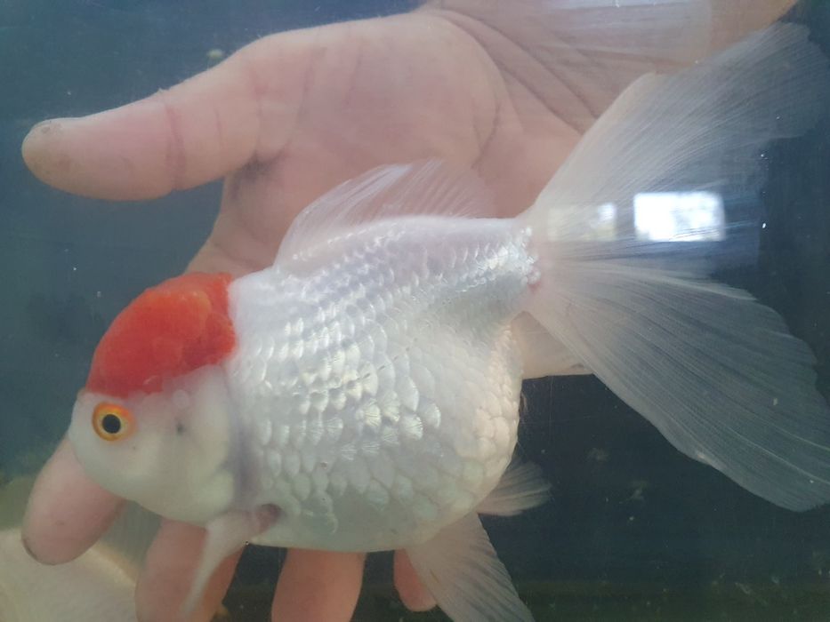 Carasi Oranda, Calico maturi, diferite culori