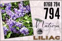 Puieti de liliac