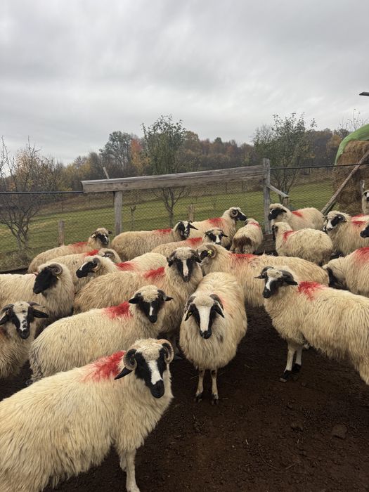 Oi breze miei berbeci