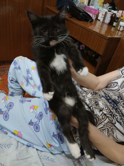 Отдам котят в хорошие, добрые руки.2серые и один черный. Игручие,актив