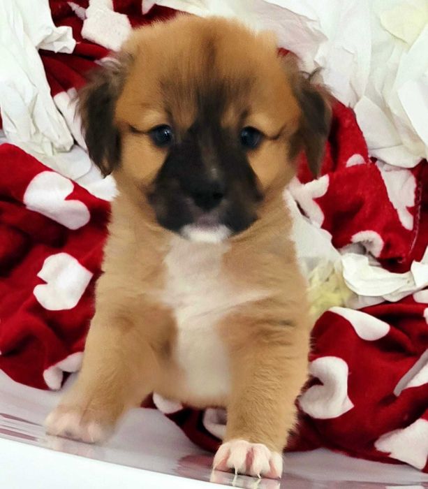 Oferim spre adoptie 2 catelusi sanatosi si aratosi