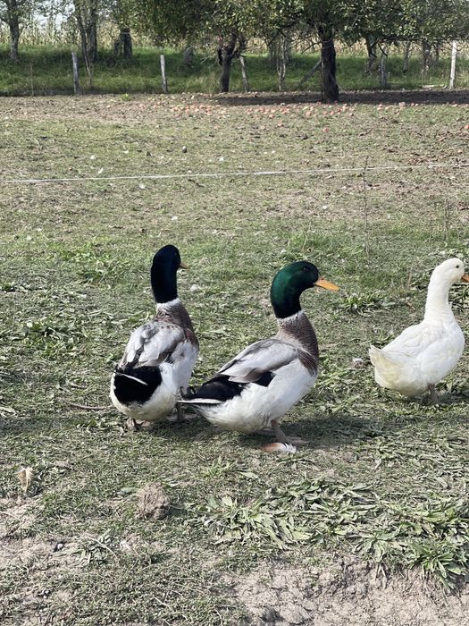 Vand rate crescute doar cu cereale si iarba verde.