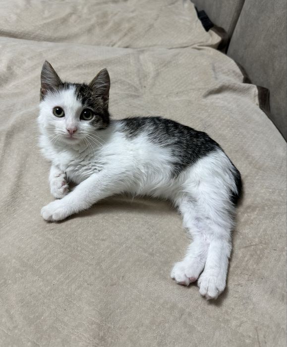 Безумно милая кошечка изет дом и самую любящую семью