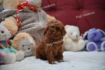 Микро пудел [micro poodle] развъдник Хасково БАБХ